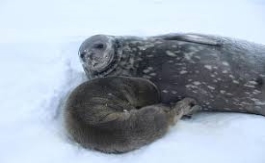 Тюлени - На украинской полярной станции впервые родился тюлень (фото) —  УНИАН